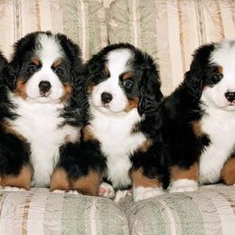 Bernese Mountain Dogs from Diana Wilson