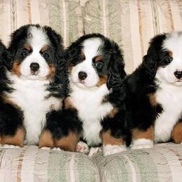 Bernese Mountain Dogs from Diana Wilson