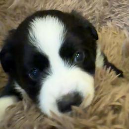 Tiger - Black & white male Toy Australian Shepherd puppy in Nemo, Texas from Fairway Furries