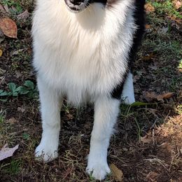 Shetland Sheepdogs from Carlin's Shelties