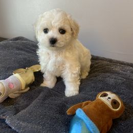 Girl 1 - White and buff female Bichon Frise puppy in Greensboro, North Carolina from Luna Llena Bichons