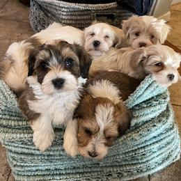 Havanese puppies from Have A Havanese Puppy