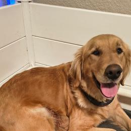 Dancer - Dark golden female Golden Retriever puppy in Tenino, Washington from Oak River Goldens'