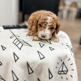 Ringo - Apricot male Poodle puppy in Saint George, Utah from Oodles of Poodles