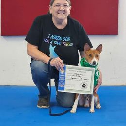Basenji All Grown Up from WayCon kennels
