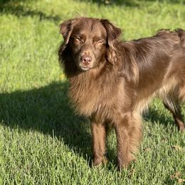 Bronson - Australian Shepherd