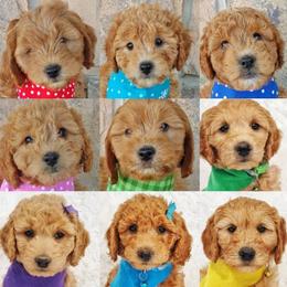Goldendoodle Puppies from Missy Doodles