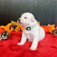 Girl 1 - female American Eskimo Dog puppy in Live Oak, Florida from Pecan Ridge Puppies
