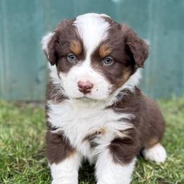 Mickey - Red tri-color male Australian Shepherd puppy in Otis, Oregon from Heritage Hill Aussies