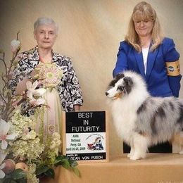 Shetland Sheepdog All Grown Up from Sunaire Shelties