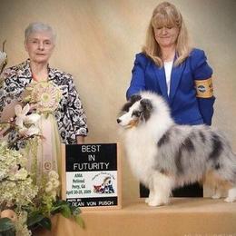 Shetland Sheepdog All Grown Up from Sunaire Shelties
