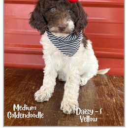 Daisy - Parti female Goldendoodle puppy in Fort Lupton, Colorado from Puppy Paws Colorado