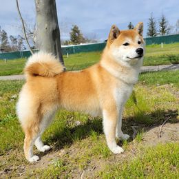 Iris - Shiba Inu