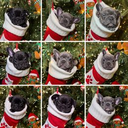 French Bulldog puppies from Bleu Steele French Bulldogs