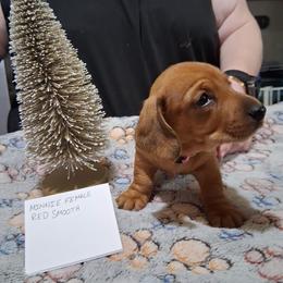 M F 1 - Red female Dachshund puppy in Penn Run, Pennsylvania from Shannon’s Dachshunds