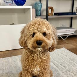 Cockapoo All Grown Up from Willow Lane Puppy