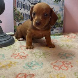 AKC Female 3000 - Red female Dachshund puppy in Summerville, South Carolina from Funk's Four-Legged Friends