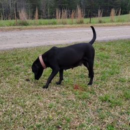 Flo - Catahoula Leopard Dog