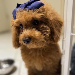 Goldie - Apricot female Poodle puppy in Queens, New York from Pawfect Soul Puppies