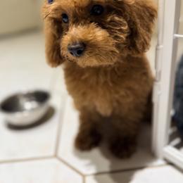 Goldie - Apricot female Poodle puppy in Queens, New York from Pawfect Soul Puppies
