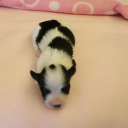 Aspen - Black and white female Havanese puppy in Sunriver, Oregon from Contigo Havanese