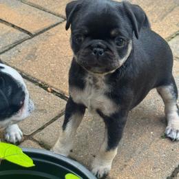 Pug Puppies from Pug Envy