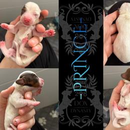Dachshund Puppies from 208 Dox Dynasty