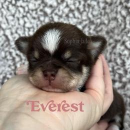 Everest - Chocolate and tan male Chihuahua puppy in Augusta, Georgia from Sophia Jade's Chi Brigade