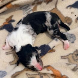 Prancer - Blue merle male Australian Shepherd puppy in Harrah, Oklahoma from Kamm's Aussies