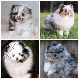Pomeranians from My Precious Poms