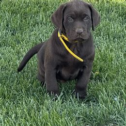 Chocolate- yellow collar - Chocolate female Dilute Retriever puppy in Teton County, Montana from East Front Labradors & Treasure State Schnauzers