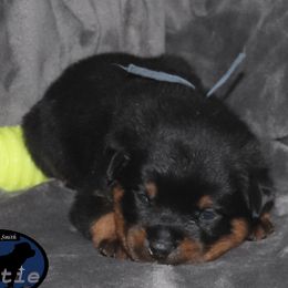 Boy 3 - male Rottweiler puppy in Shepherdsville, Kentucky from Rottie Squad Kennel