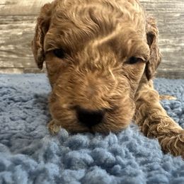 Winston - Red  male Poodle puppy in Camden, Michigan from Pawfect Companions