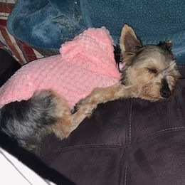 Yorkshire Terriers from Howell’s Pups