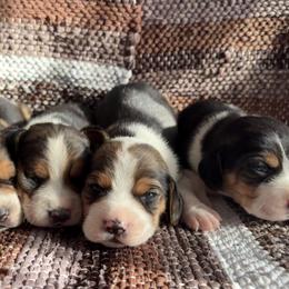 Beagles from HE Beagles