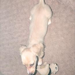 Apollo - Cream male Dachshund puppy in Winter Haven, Florida from Katrina's Punk Rock Dachshunds