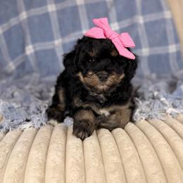 Honeysuckle - Tri-color female Bernedoodle puppy in Sweetwater, Florida from Sandy Snout Doodles