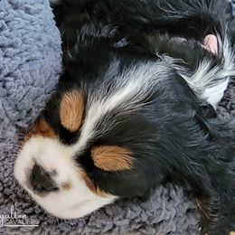 Cavalier King Charles Spaniel Puppies from Royalton Cavaliers