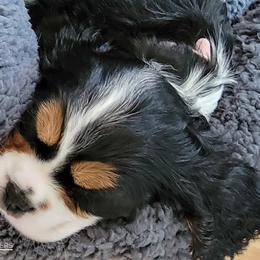 Cavalier King Charles Spaniel Puppies from Royalton Cavaliers