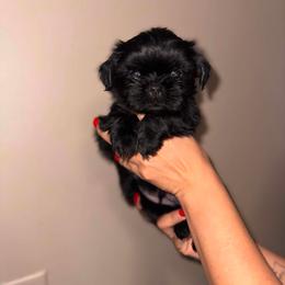 Jack - Black male Shih Tzu puppy in Monrovia, California from Sunrise Shihtzu Blossom