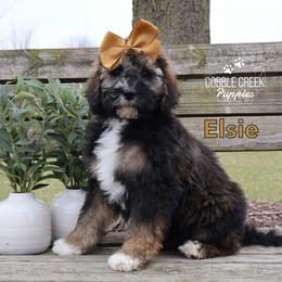 Bernedoodle Puppies from Cobble Creek Puppies
