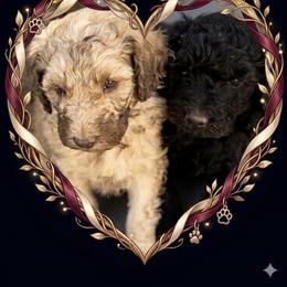Teddy - Apricot male Poodle puppy in Sierra Vista, Arizona from KnightWatch K-9