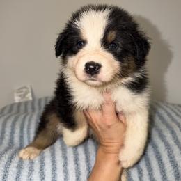 Chicken Crunch Roll - Black tri-color male Australian Shepherd puppy in Anniston, Alabama from All Hale Aussies