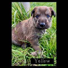 Berger Picard Puppies from Zia Picards Kennel