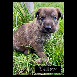 Berger Picard Puppies from Zia Picards Kennel