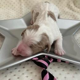 Neptune - Parti male Goldendoodle puppy in Camden, North Carolina from Oopsie Doodles of NC