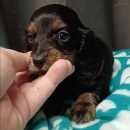Sage - Black and tan female Dachshund puppy in Pasco, Washington from G & G Kennel