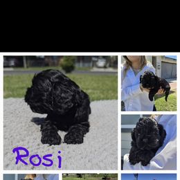 Cocker Spaniel Puppies from Sweet Heart Cockers