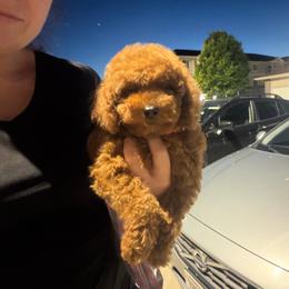 Orange - Red  female Poodle puppy in Elkhorn, Nebraska from Orel Toy & Miniature Poodles
