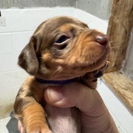Clark - Dapple male Dachshund puppy in Fayetteville, Pennsylvania from PA's Darling Doxies